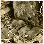 rats_news